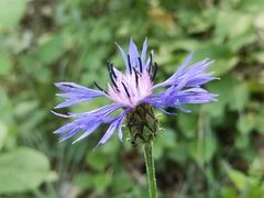Centaurea lugdunensis