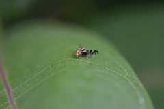Rhagoletis striatella