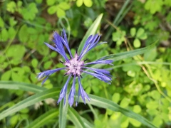 Centaurea lugdunensis