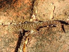 Phyllodactylus lanei
