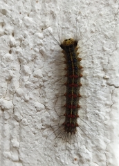 Lymantria dispar dispar