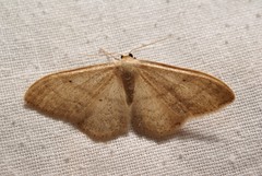 Idaea deversaria