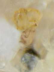 Meotipa spiniventris