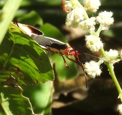 Dysdercus obscuratus