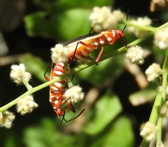 Dysdercus obscuratus