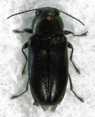 Maoraxia eremita