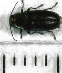 Maoraxia eremita