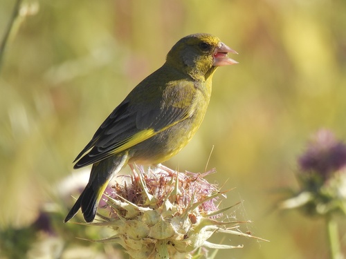 Representative image of Chloris chloris aurantiiventris