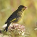 Central Mediterranean Greenfinch - Photo (c) Valia Pavlou, some rights reserved (CC BY-NC), uploaded by Valia Pavlou