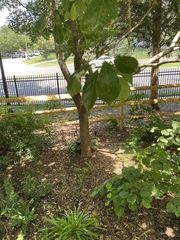 Chionanthus retusus