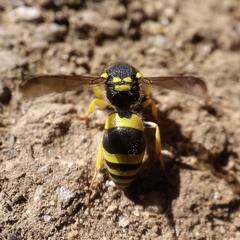 Ancistrocerus claripennis
