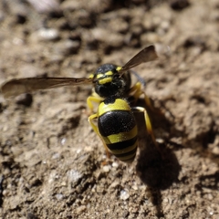 Ancistrocerus claripennis