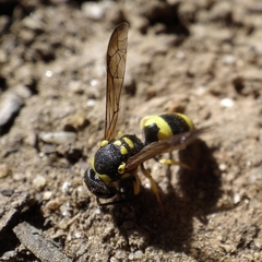 Ancistrocerus claripennis