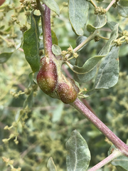 Asphondylia atriplicis