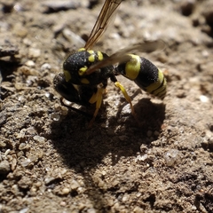 Ancistrocerus claripennis