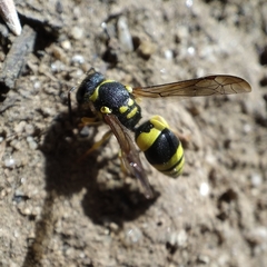 Ancistrocerus claripennis