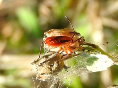 Dysdercus obscuratus