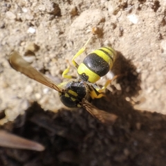 Ancistrocerus claripennis