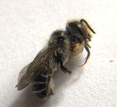 Megachilinae