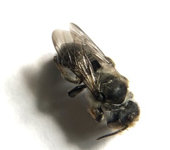 Megachilinae