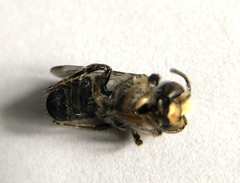 Megachilinae