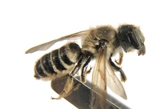 Megachilinae