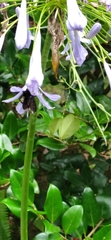 Bombus pensylvanicus image