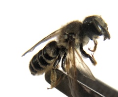 Megachilinae