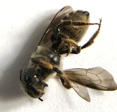 Megachilinae