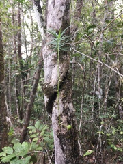 Dracaena reflexa image