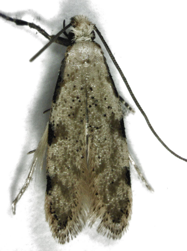 Endophthora