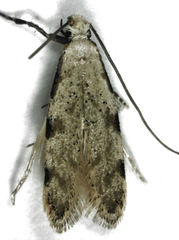 Endophthora omogramma