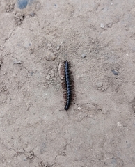 Strongylosoma