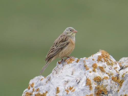Ortolan Bunting