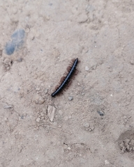 Strongylosoma