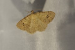 Digrammia muscariata