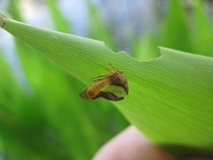 Smilia fasciata