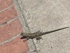 Sceloporus occidentalis