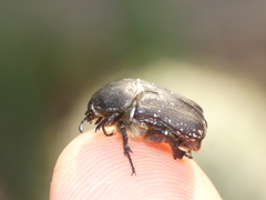 Protaetia oblonga