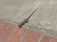 Sceloporus occidentalis
