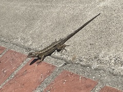 Sceloporus occidentalis