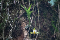 Lycaste deppei