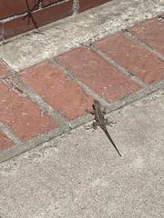 Sceloporus occidentalis