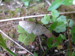 Psammotis pulveralis