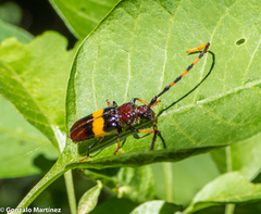 Trachyderes distinctus