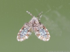 Paramormia corniculata