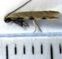 Endophthora omogramma