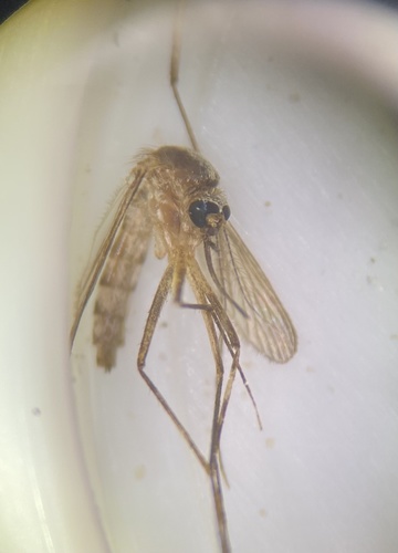 Aedes tormentor photo 4