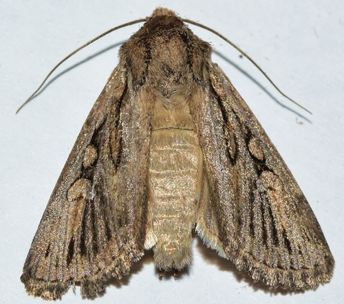 Yigoga celsicola