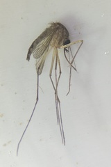 Aedes tormentor